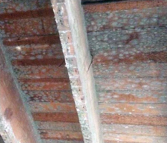Mold in ceiling rafters